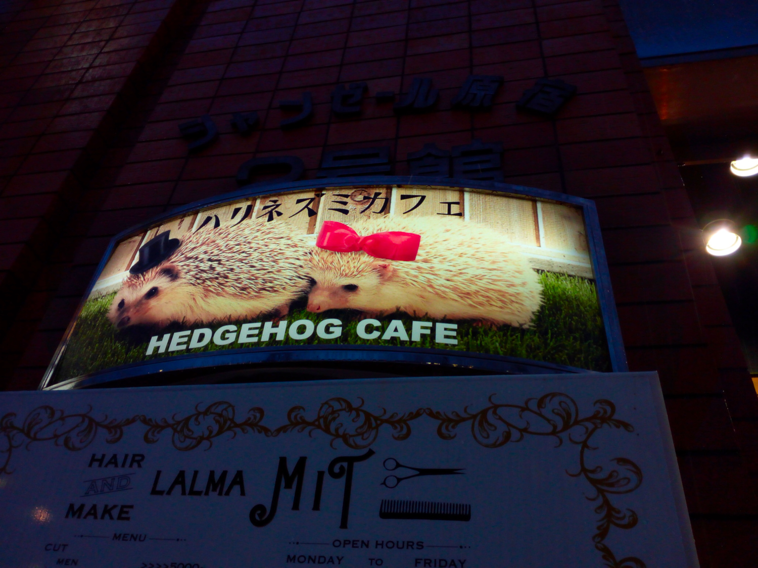 Hedgehogs! (cafe)