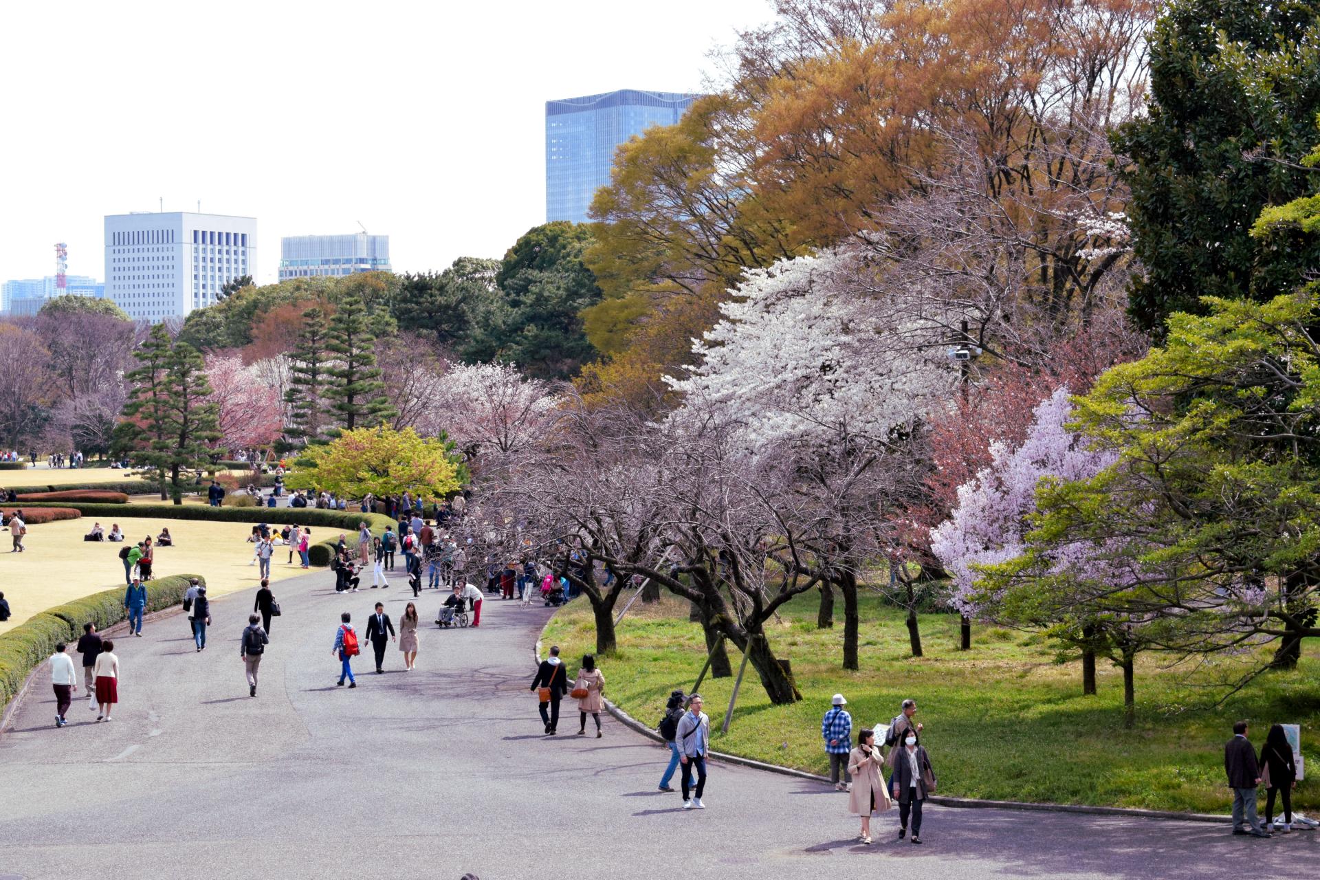 sakura_not_that_crowded